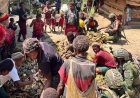 Yonif 757/GV Ikut Bakar Batu di Zanepa, Pererat Persaudaraan dengan Warga